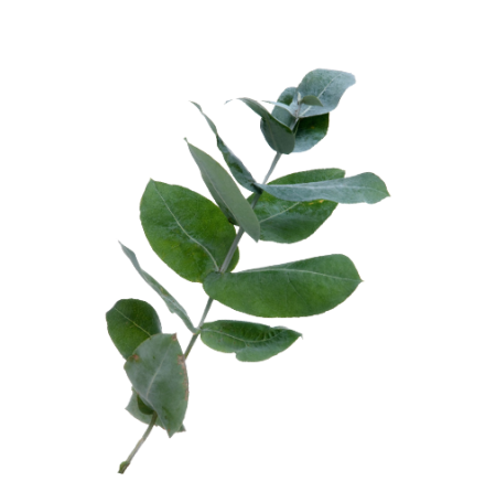 Eukalyptushydrolat