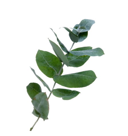 Eukalyptushydrolat
