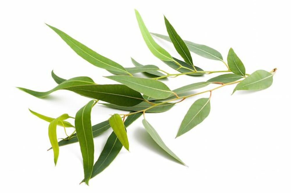 Citroneukalyptus - ekologisk eterisk olja