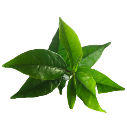 Tea tree -  ekologisk eterisk olja