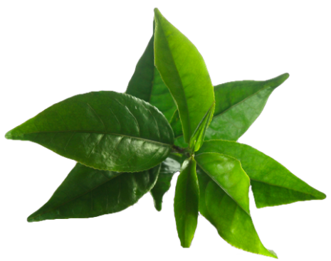 Tea tree -  ekologisk eterisk olja