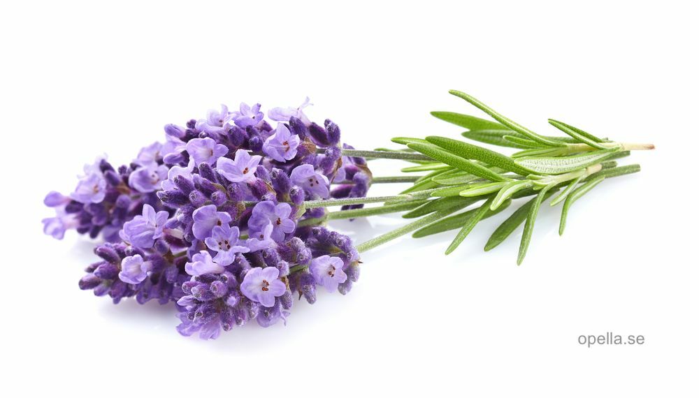 Lavendel - ekologisk eterisk olja