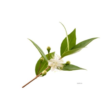 Myrten - ekologisk eterisk olja