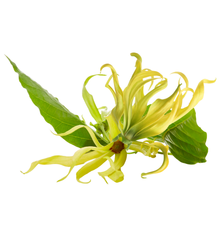 Ylang Ylang Complete - ekologisk eterisk olja