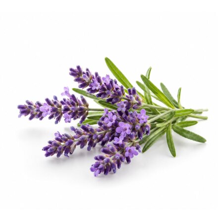 Lavendel - eterisk olja