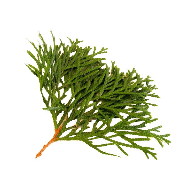 cypress eterisk olja